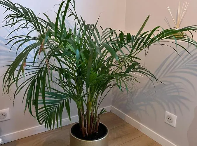 Nouveau Loft: Vieille-ville, Musee Picasso, Marche